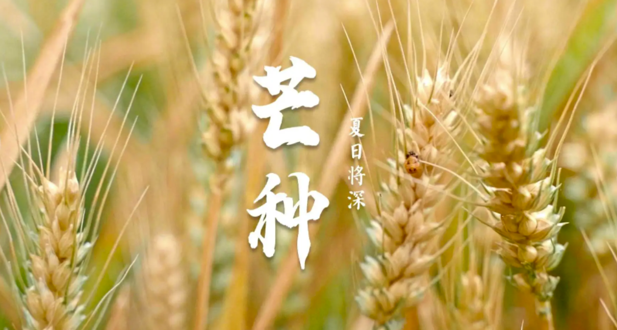 芒種時(shí)節(jié)：播種希望，收獲美好